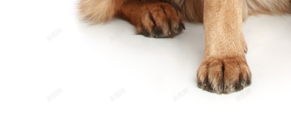 德国牧羊犬狼犬png免抠素材_88icon https://88icon.com 德国牧羊犬 狼犬