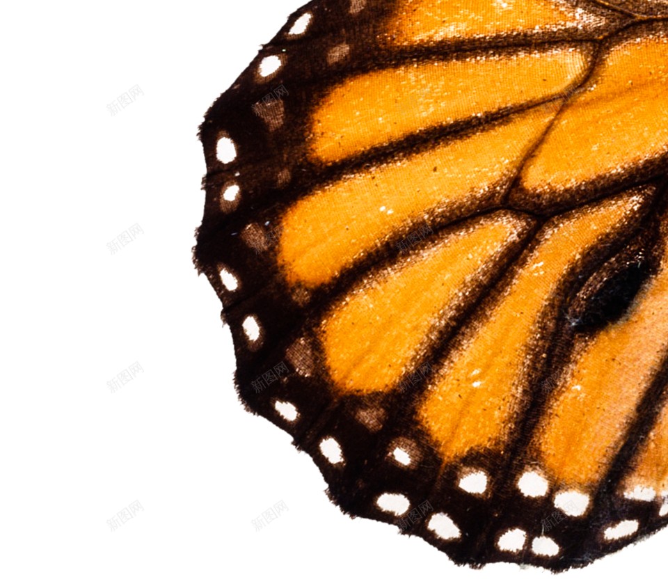 蝴蝶蝶泳png免抠素材_88icon https://88icon.com 蝴蝶 蝶泳