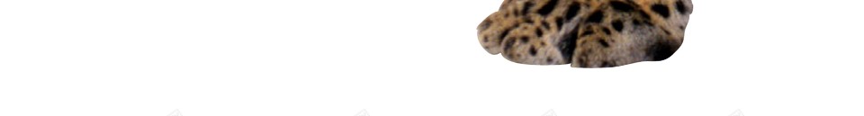 豹png免抠素材_88icon https://88icon.com 豹