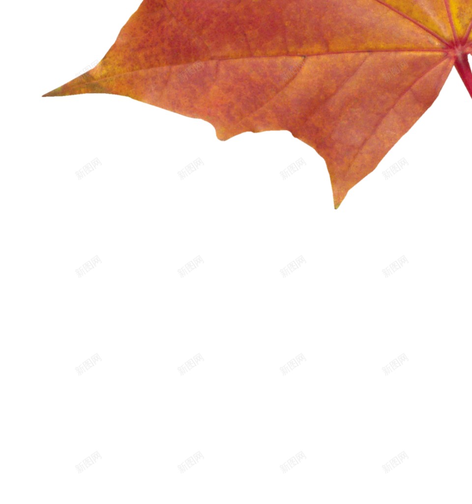 秋季的枫叶png免抠素材_88icon https://88icon.com 水彩枫叶 落叶 黄色枫叶 中秋 枫叶 秋天 秋季 落叶 金秋
