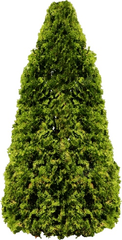 树树木png图片下载 树树木素材