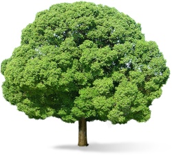 树树木png图片下载 树树木素材