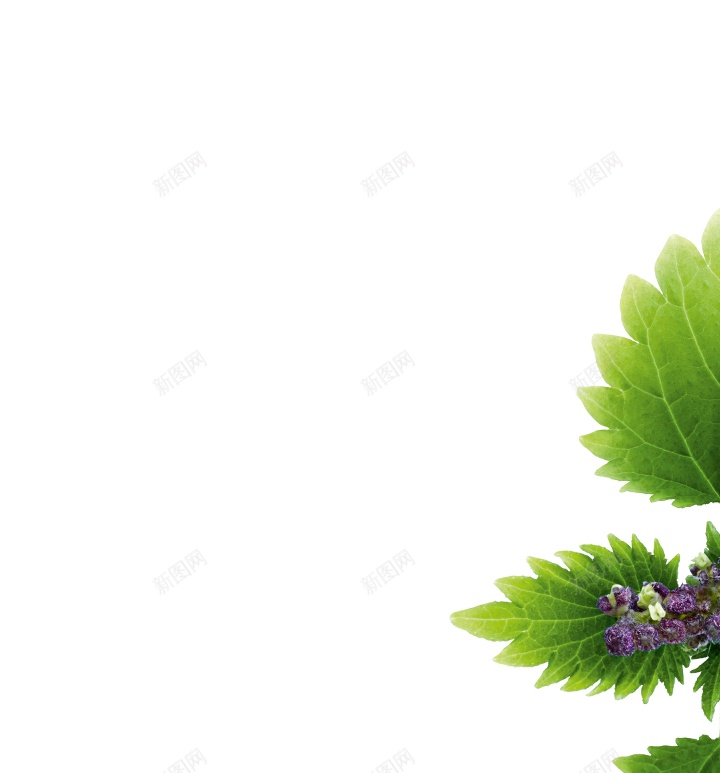 荨麻使烦恼png免抠素材_88icon https://88icon.com 使烦恼 荨麻