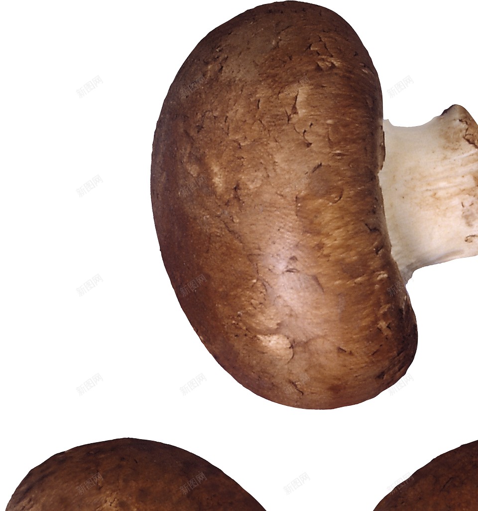 蘑菇蕈png免抠素材_88icon https://88icon.com 蕈 蘑菇