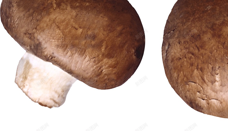 蘑菇蕈png免抠素材_88icon https://88icon.com 蕈 蘑菇