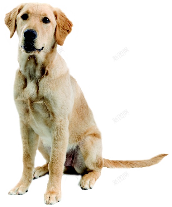 拉布拉多猎狗拉布拉多猎犬png免抠素材_88icon https://88icon.com 拉布拉多猎犬 拉布拉多猎狗