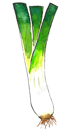 新鲜的青蒜青蒜苗蒜苔图片png免抠素材_88icon https://88icon.com 青蒜 青蒜苗 新鲜 蒜苔 蒜苗 蔬菜
