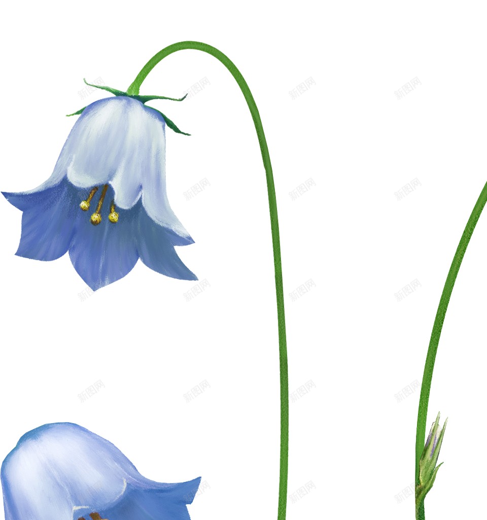 风铃草属吊钟花png免抠素材_88icon https://88icon.com 吊钟花 风铃草属