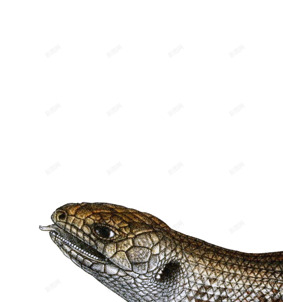 蜥蜴png免抠素材_88icon https://88icon.com 蜥蜴