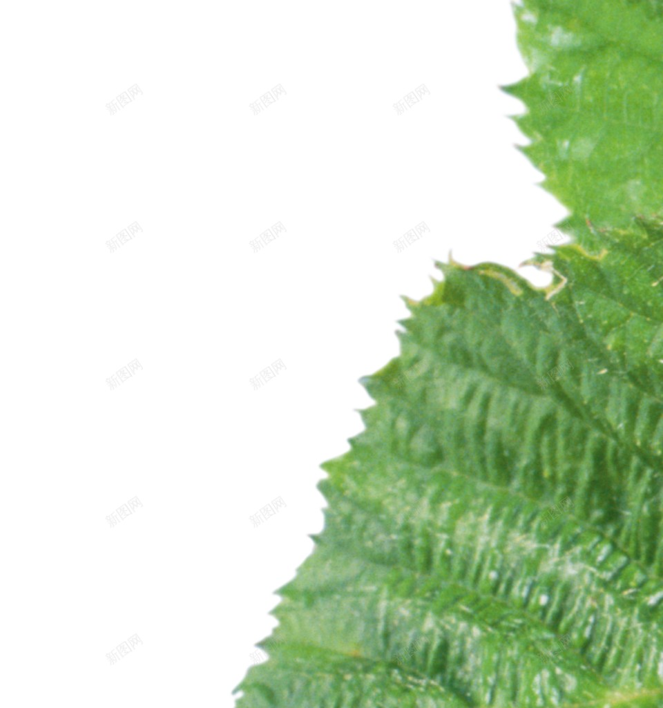 黑莓png免抠素材_88icon https://88icon.com 黑莓