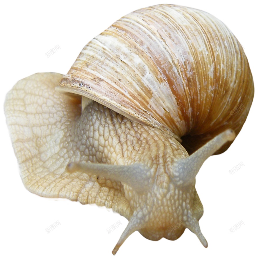蜗牛snail的复数png免抠素材_88icon https://88icon.com snail的复数 蜗牛
