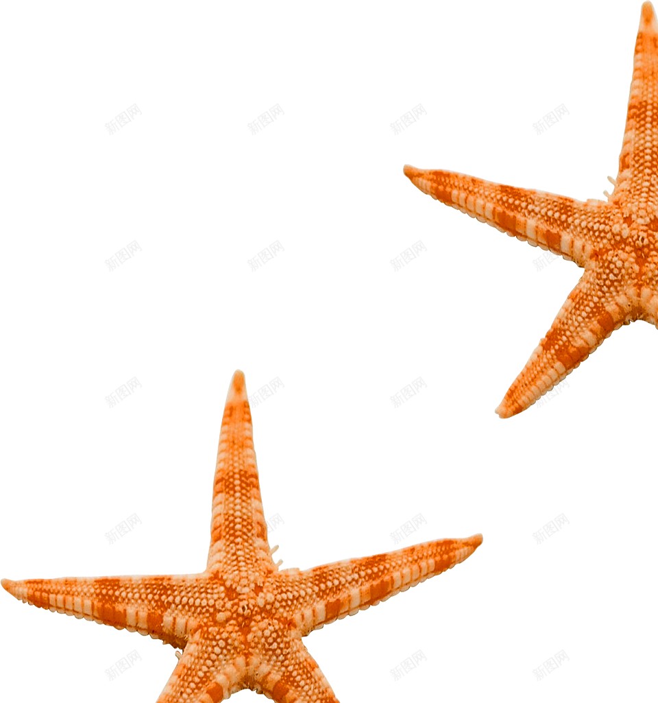 海星星鱼png免抠素材_88icon https://88icon.com 星鱼 海星