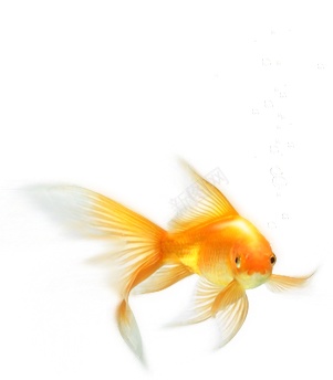 金鱼png免抠素材_88icon https://88icon.com 金鱼