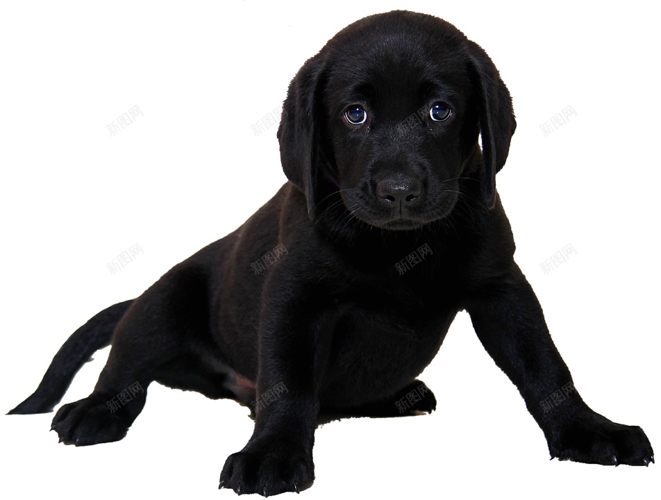 拉布拉多猎狗拉布拉多猎犬png免抠素材_88icon https://88icon.com 拉布拉多猎犬 拉布拉多猎狗