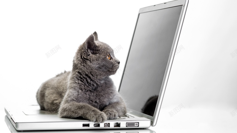猫咪电脑笔记本懒惰jpg设计背景_88icon https://88icon.com 猫咪 电脑 笔记本 懒惰