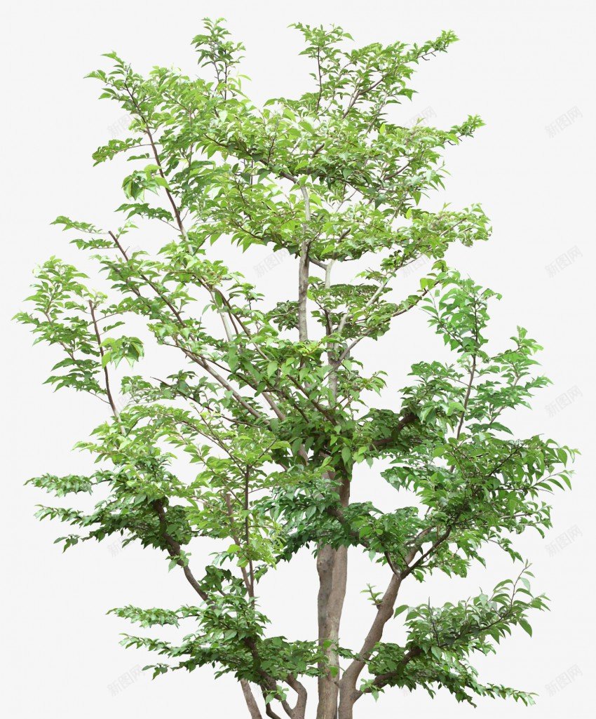 立面树绿色树木植物png免抠素材_88icon https://88icon.com psd植物立面 树叶 植物 稀疏 立面 素材