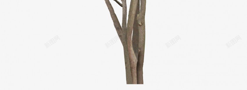 立面树绿色树木植物png免抠素材_88icon https://88icon.com psd植物立面 树叶 植物 稀疏 立面 素材