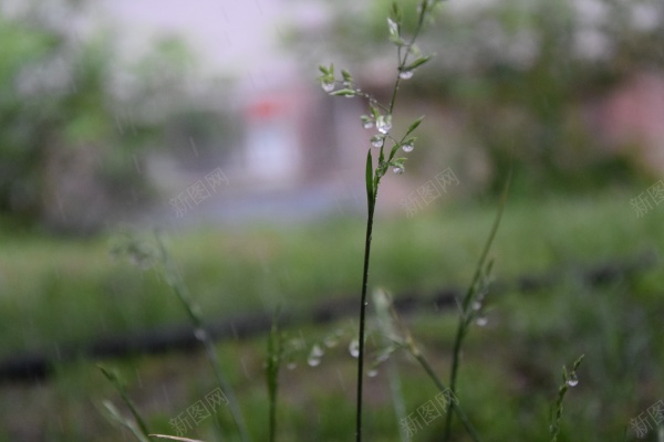 地面植物草丛jpg_88icon https://88icon.com 地面 清新 绿色 草