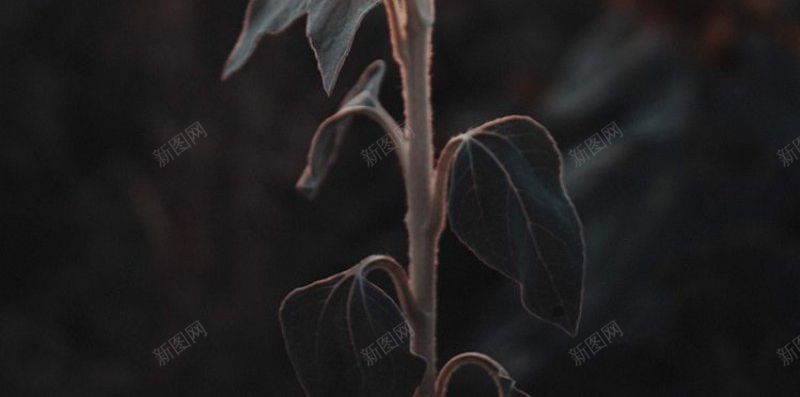 背景背景壁纸背景壁纸墙纸花纹jpg设计背景_88icon https://88icon.com 墙纸 壁纸 素材 背景 背景壁纸 花纹
