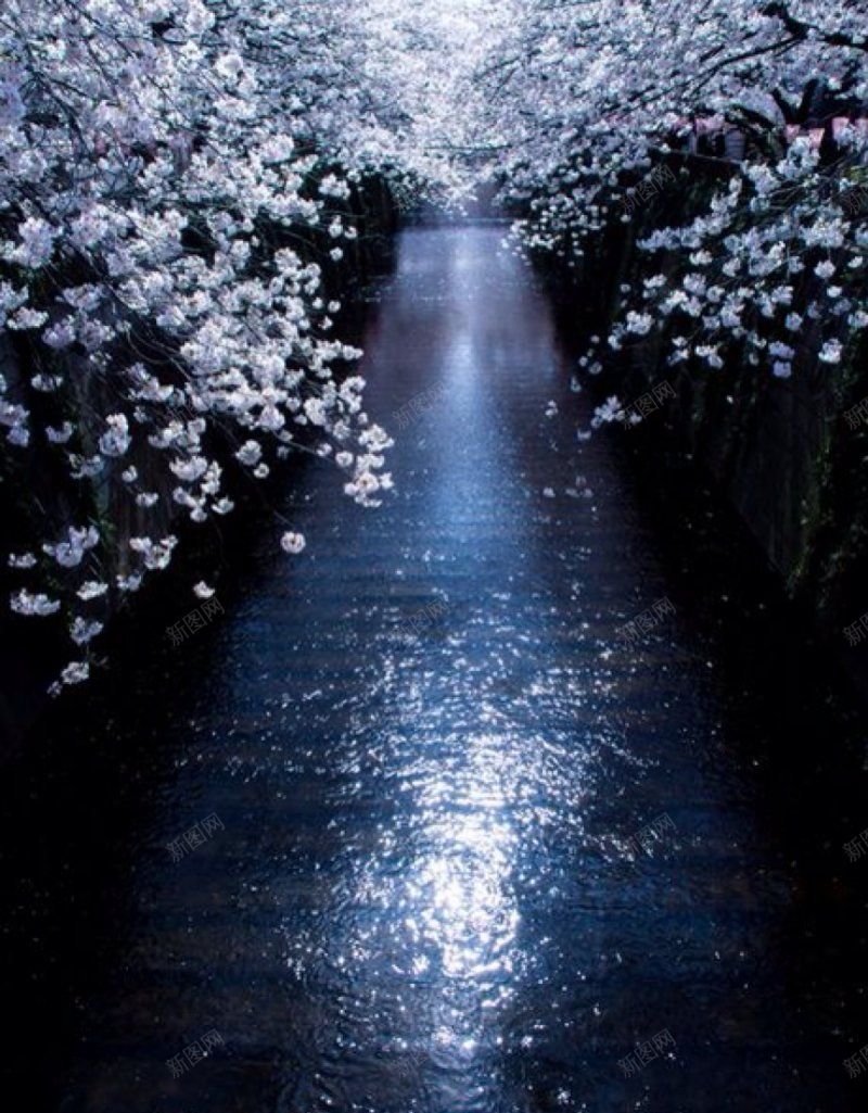 樱花背景樱花祭jpg设计背景_88icon https://88icon.com 樱花祭 樱花背景