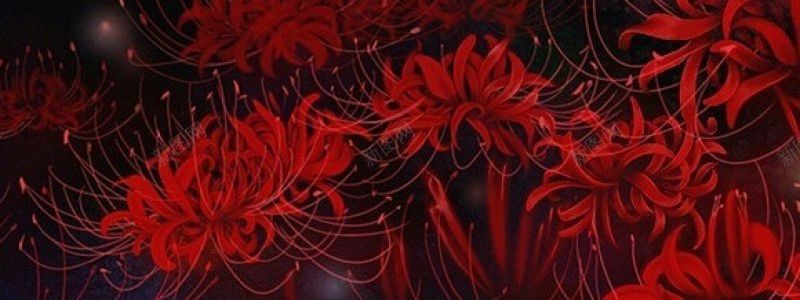 彼岸花曼珠沙华古风背景图彼岸花黄泉路花开叶落不同驻jpg设计背景_88icon https://88icon.com 三涂黄昏处 两望鹊桥渡 云泥人海 几轮朝暮 古风集繁华尘世 弹指生死 彼岸花 彼岸花曼珠沙华古风 背景图 黄泉路