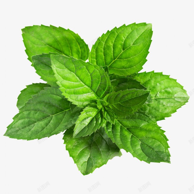 薄荷植物抠图png免抠素材_88icon https://88icon.com 抠图 植物 薄荷