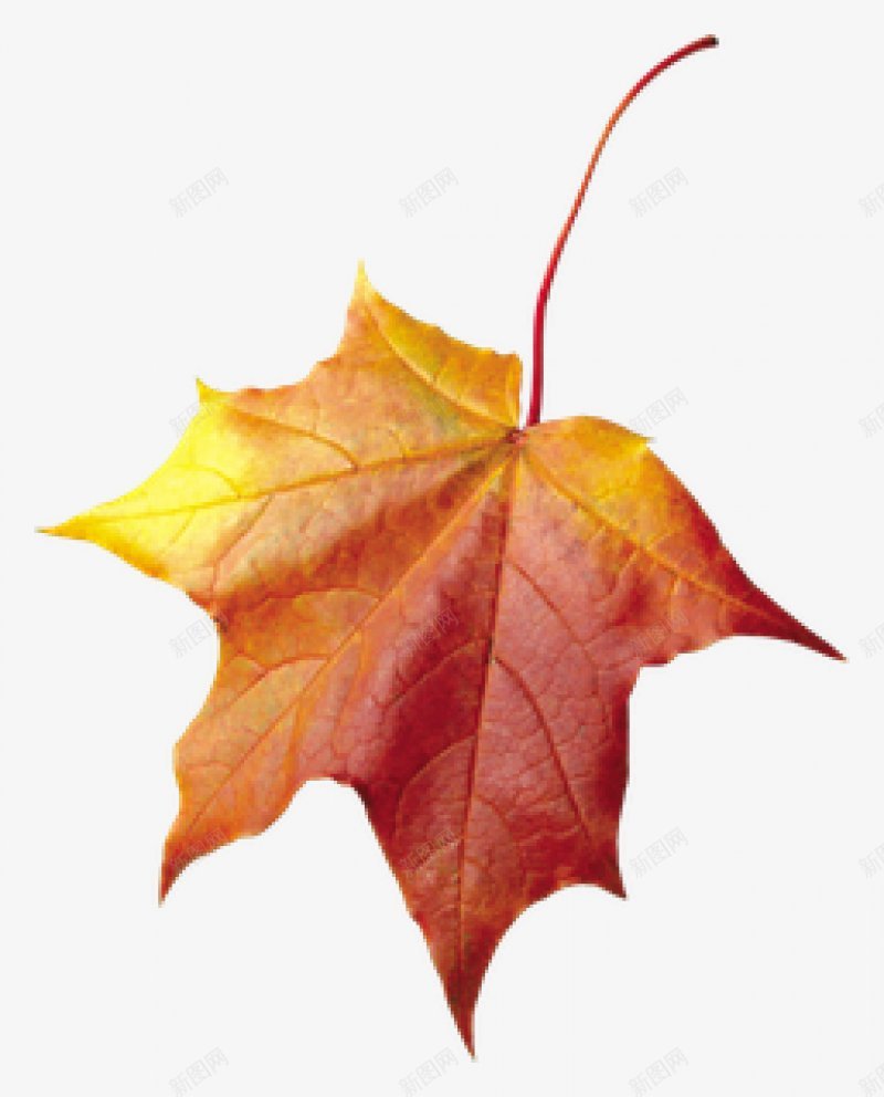 手绘秋天的枫叶漂浮图png免抠素材_88icon https://88icon.com C4D 3D 仿真 叶子 枫叶 树叶 金秋 植物 秋天 秋季 立体 立秋 落叶 黄色 暑 秋