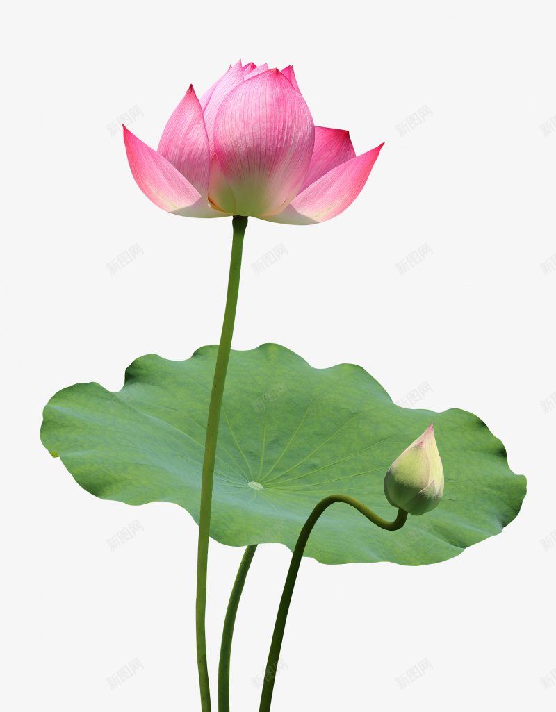 荷叶荷花化妆品花草水果png免抠素材_88icon https://88icon.com 化妆品花 水果 草 荷叶荷花