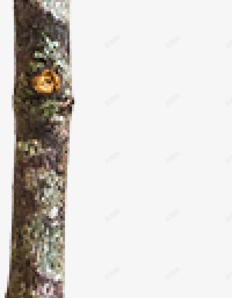 树枝秋季png免抠素材_88icon https://88icon.com 树枝 秋季