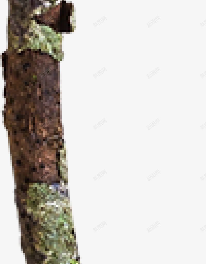 树枝秋季png免抠素材_88icon https://88icon.com 树枝 秋季