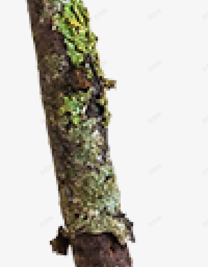 树枝秋季png免抠素材_88icon https://88icon.com 树枝 秋季