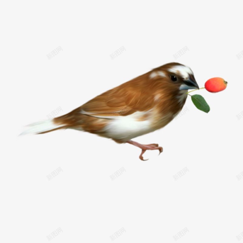 一只鸟png免抠素材_88icon https://88icon.com 一只小鸟 口叼鲜花小鸟 可爱小鸟 红花 绿叶 彩色 合成 彩色