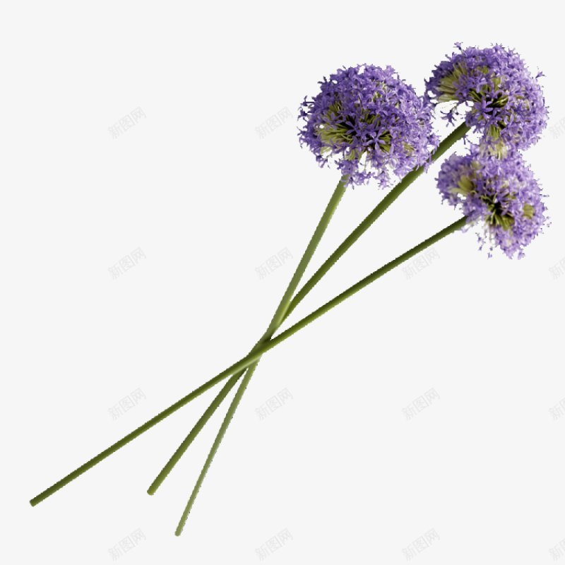 花朵藤蔓芳芷香惠芳芷香蕙欢迎你背景图png免抠素材_88icon https://88icon.com 背景图 花朵 芳芷香惠 芳芷香蕙欢迎你 藤蔓