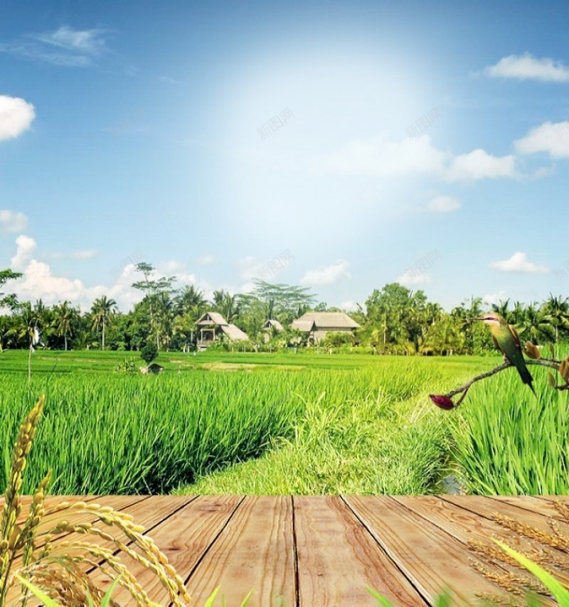 绿色环保绿色健康清新木板稻田背景bannerbanjpg设计背景_88icon https://88icon.com banner banner背景 全屏类背景风景 木板 清新 稻田 绿色健康 绿色环保 背景 背景图