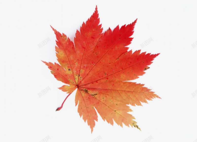 手绘秋天的枫叶漂浮图png免抠素材_88icon https://88icon.com C4D 3D 仿真 叶子 枫叶 树叶 金秋 植物 秋天 秋季 立体 立秋 落叶 黄色 暑 秋