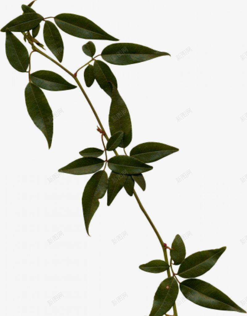 绿叶小草第一集植物png免抠素材_88icon https://88icon.com 植物 绿叶小草图片第一集