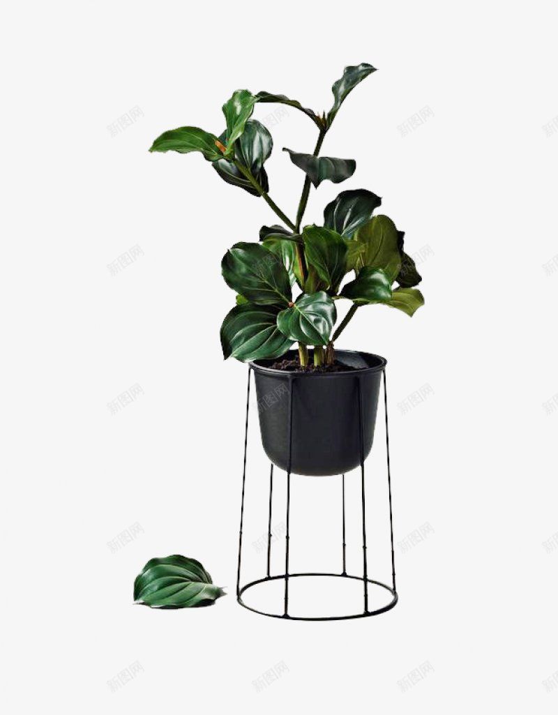 绿色植物盆栽盆景家居小装饰png免抠素材_88icon https://88icon.com 免扣 家居装饰 绿色植物 落叶 黑色花盆 铁艺支架 盆栽 盆景 净化空气 小装饰 花草 特殊 植物 盆栽背景