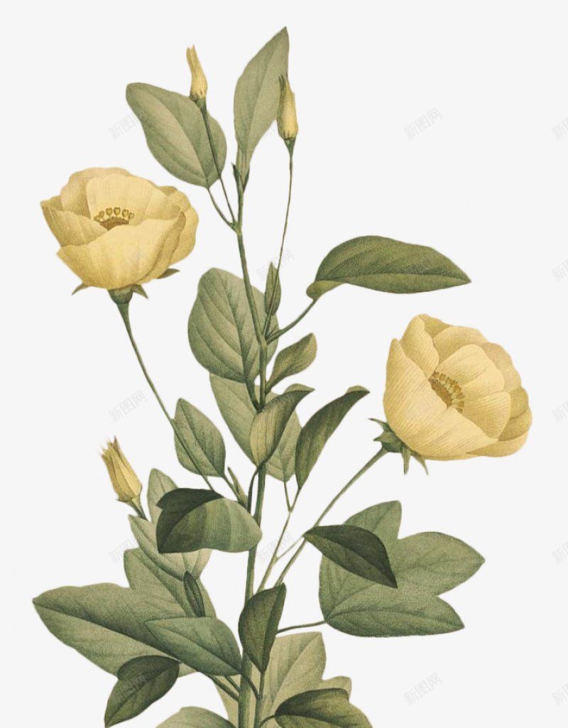 手绘花花卉花白底手绘花插画透明花png免抠素材_88icon https://88icon.com 花