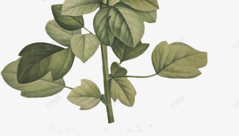 手绘花花卉花白底手绘花插画透明花png免抠素材_88icon https://88icon.com 花