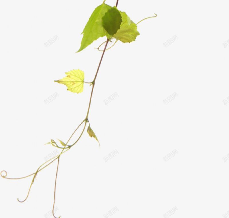 透明背景鲜花树木植物平面花png免抠素材_88icon https://88icon.com 平面花 透明背景鲜花树木植物