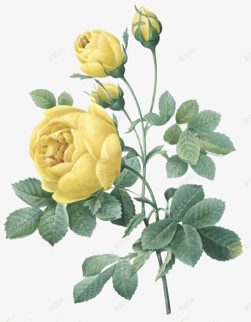 高清精致手绘花簇png免抠素材_88icon https://88icon.com 手绘花朵 花 花束 花簇 卡通花卉 卡通花朵 水彩花卉 水彩植物 水彩花朵 清新植物 优雅花朵 优雅花卉 花卉植物 植物开花 花卉插画 干花 竹花朵 树叶 文化艺术绘画