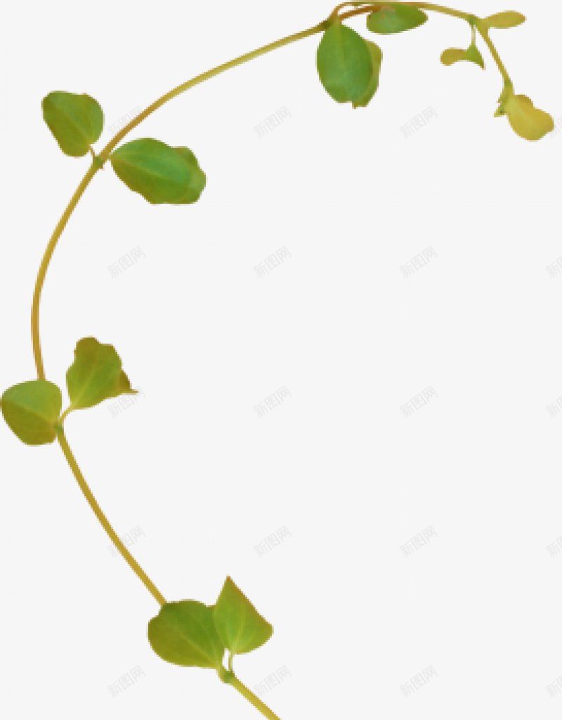 藤蔓类植物png免抠素材_88icon https://88icon.com 植物 藤蔓类图片