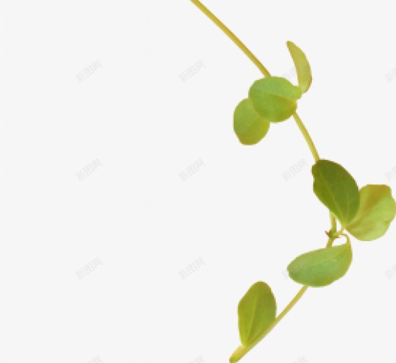 藤蔓类植物png免抠素材_88icon https://88icon.com 植物 藤蔓类图片