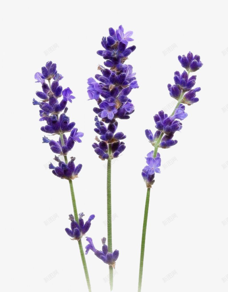 手绘紫色鲜花薰衣草装饰图png免抠素材_88icon https://88icon.com 植物鲜花 花枝 紫色鲜花 紫色 薰衣草 节节高 花香 开放 花苞 初夏自然美 生态 装饰