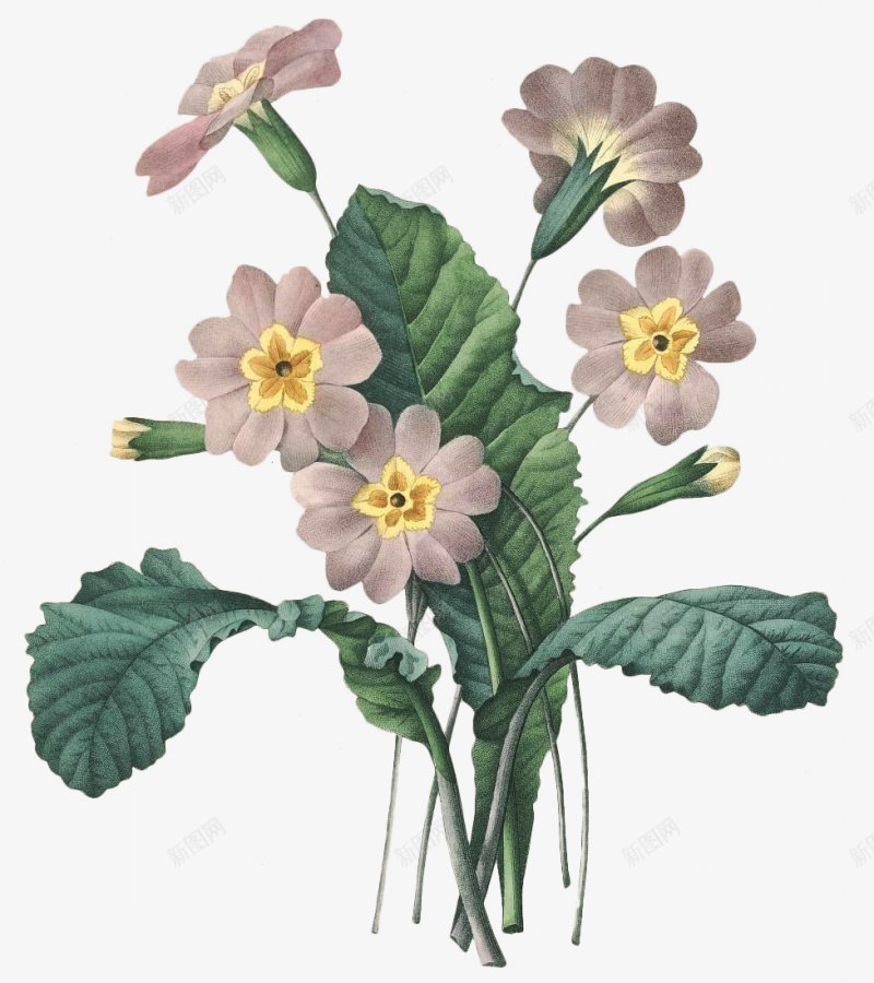 高清精致手绘花簇png免抠素材_88icon https://88icon.com 手绘花朵 花 花束 花簇 卡通花卉 卡通花朵 水彩花卉 水彩植物 水彩花朵 清新植物 优雅花朵 优雅花卉 花卉植物 植物开花 花卉插画 干花 竹花朵 树叶 文化艺术绘画