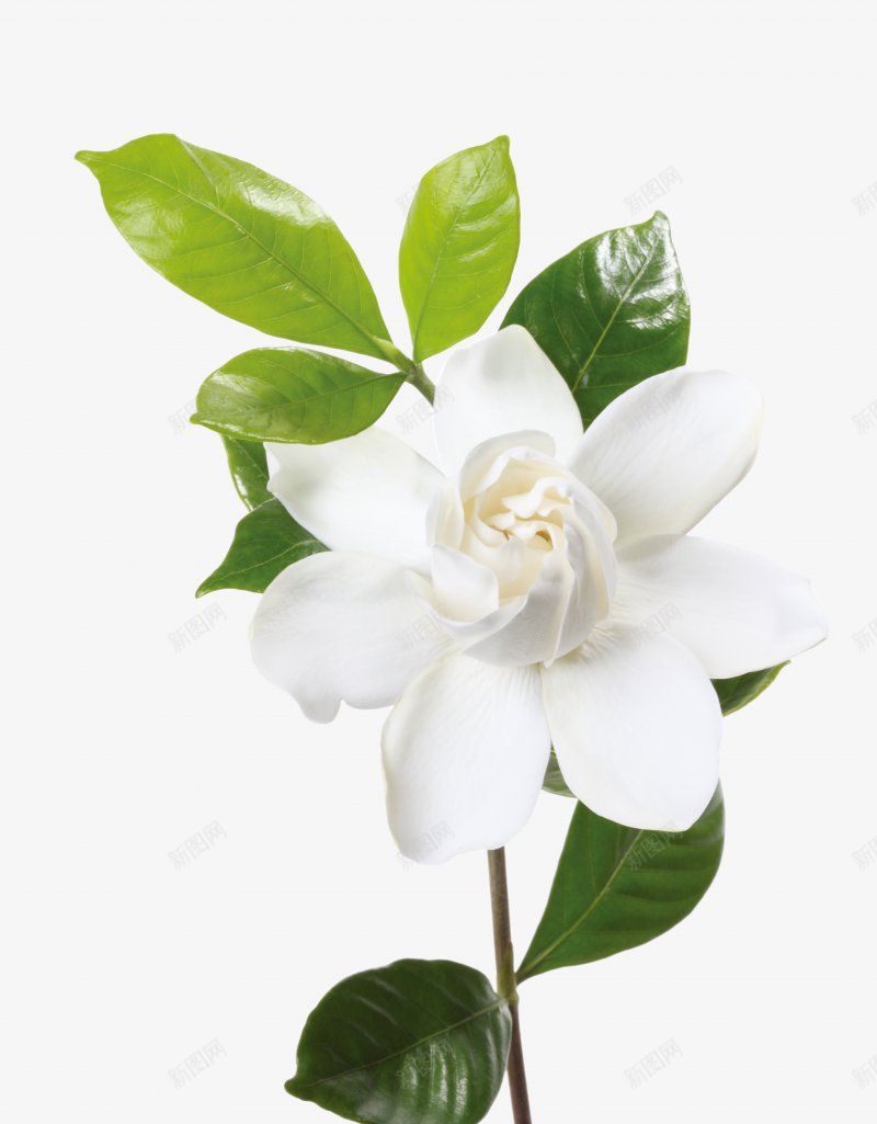 花透明小花草植物花瓣树叶植物花png免抠素材_88icon https://88icon.com 免扣花透明小艺鱼视觉 树叶 植物 花 花草植物免扣花瓣