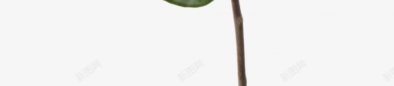花透明小花草植物花瓣树叶植物花png免抠素材_88icon https://88icon.com 免扣花透明小艺鱼视觉 树叶 植物 花 花草植物免扣花瓣