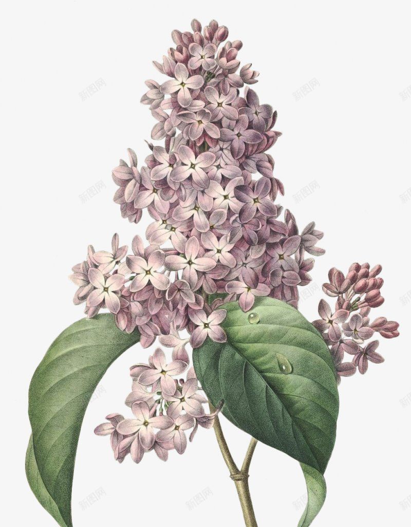 高清精致手绘花簇png免抠素材_88icon https://88icon.com 手绘花朵 花 花束 花簇 卡通花卉 卡通花朵 水彩花卉 水彩植物 水彩花朵 清新植物 优雅花朵 优雅花卉 花卉植物 植物开花 花卉插画 干花 竹花朵 树叶 文化艺术绘画