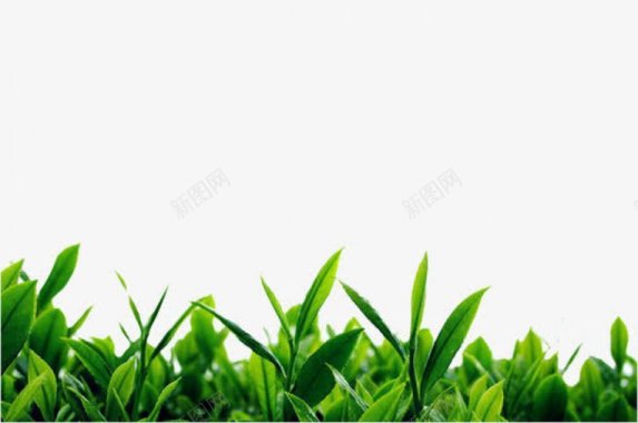 绿茶背景图片 绿茶背景