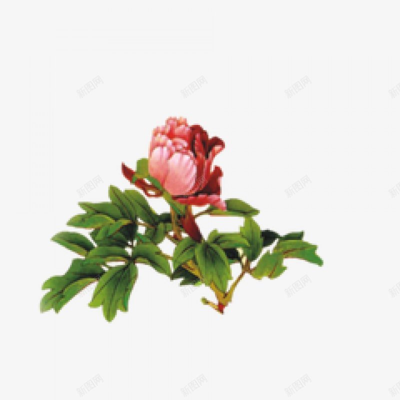 手绘鲜花元素png免抠素材_88icon https://88icon.com 植物 鲜花 叶子 手绘花朵 手绘 花骨朵 贴画 插画 用图 春天 立春 绿叶 叶子 树叶 植物 水彩 鲜花
